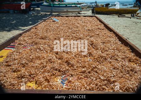 Trocknungsprozess von Sardellen, die unter der heißen Sonne am Strand getrocknet werden Stockfoto