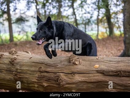 Ein deutscher Schäferhund in Waldlage. Stockfoto