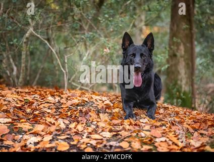 Ein deutscher Schäferhund in Waldlage. Stockfoto