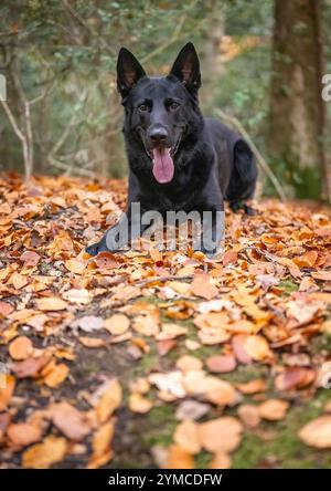 Ein deutscher Schäferhund in Waldlage. Stockfoto