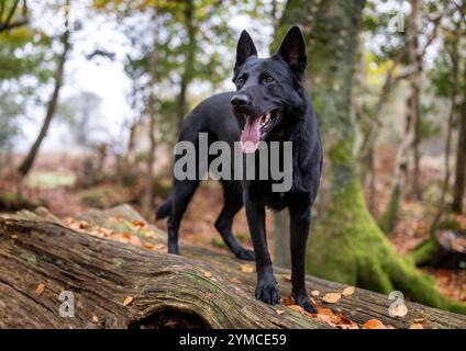 Ein deutscher Schäferhund in Waldlage. Stockfoto