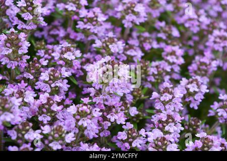 Helle, farbenfrohe Natur mit aktiven Lichtstrahlen. Viele kleine lila Oregano Blumen wachsen wie ein Teppich im Garten. Stockfoto