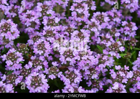 Helle, farbenfrohe Natur mit aktiven Lichtstrahlen. Viele kleine lila Oregano Blumen wachsen wie ein Teppich im Garten. Stockfoto