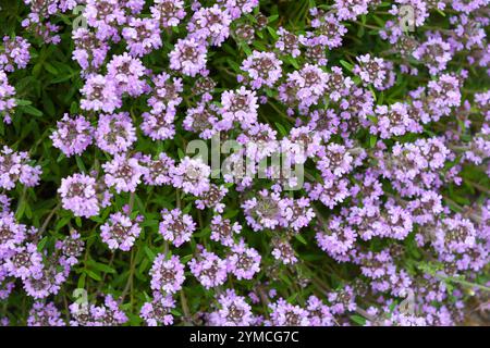 Helle, farbenfrohe Natur mit aktiven Lichtstrahlen. Viele kleine lila Oregano Blumen wachsen wie ein Teppich im Garten. Stockfoto