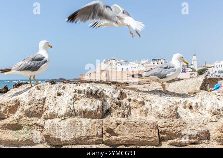 Blick auf die Altstadt von Essaouira; Möwen im Vordergrund Stockfoto