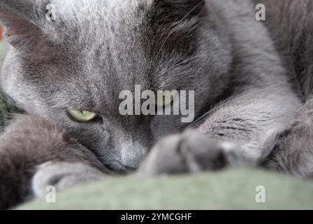 Eine verschlafene russische blaue Katze mit grünen Augen auf einer gemütlichen warmen Decke, die Komfort und Entspannung ausstrahlt. Stockfoto