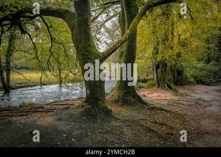 Golitha Falls. Der Pfad Beech Loop im stimmungsvollen, antiken Draynes Wood am Bodmin Moor in Cornwall in Großbritannien. Stockfoto