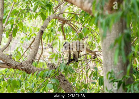 Junger Kapuzineraffe im Baum im Pantanal Brasilien. Stockfoto