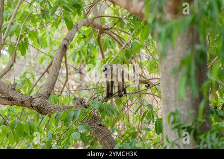 Junger Kapuzineraffe im Baum im Pantanal Brasilien. Stockfoto