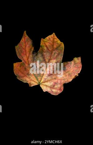 Das einzelne tote Blatt eines Ahornbaums. Acer-Pseudoplatanus. Herbstliche Farben. Stockfoto