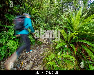 Wanderer auf felsigen Wanderwegen im Wald im Fiordland National Park, verschwommene Bewegung Stockfoto