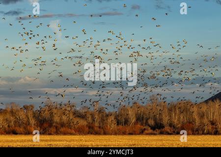 Herde von wandernden Stockenten, die bei Sonnenuntergang über Felder und Bäume fliegen Stockfoto