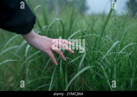 Nahaufnahme der Hand der Frau, die Gras mit Tau-Tropfen auf dem Feld berührt Stockfoto