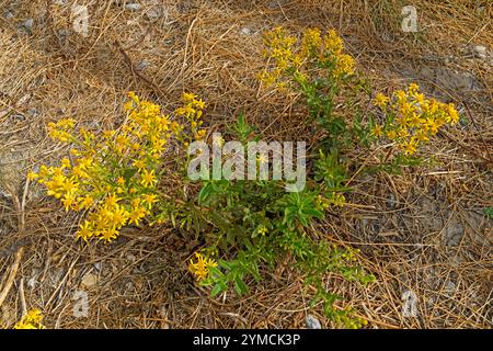 Klebriger Alant, Dittrichia viscosa, gelb Stockfoto