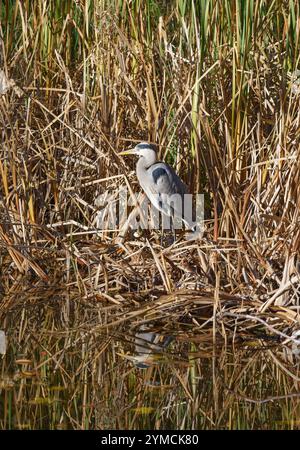 Graureiher (Ardea cinerea) im herbstlichen Schilf, Naturschutzgebiet Urdenbacher Kämpe, Rheinaue, Düsseldorf-Urdenbach; Deutschland Stockfoto