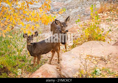 Maultierhirsche in der Nähe des Virgin River im Zion Nationalpark Stockfoto