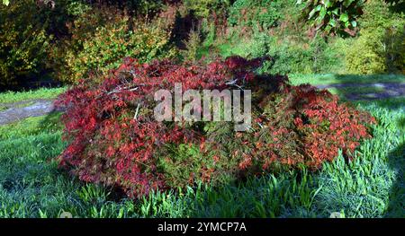 Japanischer Ahorn (Acer palmatum Acer palmatum Dissectum viridis) mit rotem Herbstlaub. Stockfoto