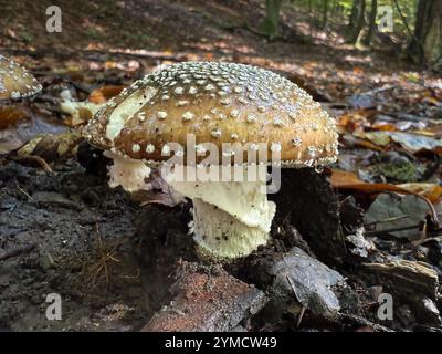 Amanita pantherina, auch bekannt als Panthermütze, falscher Blusher und Panther amanita ist eine Pilzart, die in Eurasien mit giftigen und p gefunden wird Stockfoto