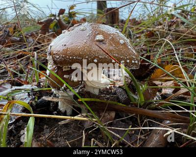 Amanita pantherina, auch bekannt als Panthermütze, falscher Blusher und Panther amanita ist eine Pilzart, die in Eurasien mit giftigen und p gefunden wird Stockfoto