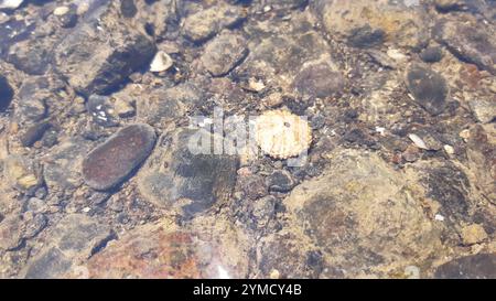 Sea Urchin Shell im Wasser an Rocky Shore Stockfoto