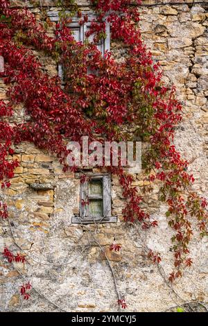 Rote Weinrebe um ein Fenster an einer alten Fassade, Dorf Horcadas, Berg Riaño und Regionalpark Mampodre, Provinz León, Kantabrische Berglandschaft Stockfoto