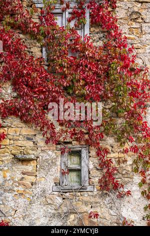 Rote Weinrebe um ein Fenster an einer alten Fassade, Dorf Horcadas, Berg Riaño und Regionalpark Mampodre, Provinz León, Kantabrische Berglandschaft Stockfoto