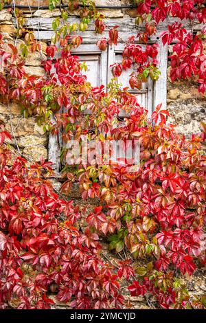 Rote Weinrebe um ein Fenster an einer alten Fassade, Dorf Horcadas, Berg Riaño und Regionalpark Mampodre, Provinz León, Kantabrische Berglandschaft Stockfoto