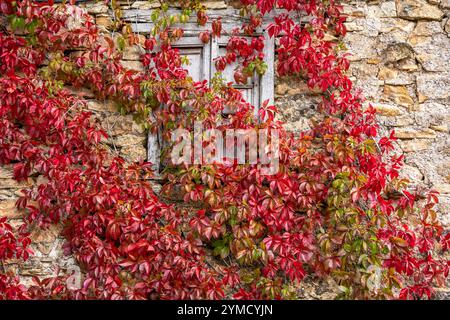 Rote Weinrebe um ein Fenster an einer alten Fassade, Dorf Horcadas, Berg Riaño und Regionalpark Mampodre, Provinz León, Kantabrische Berglandschaft Stockfoto