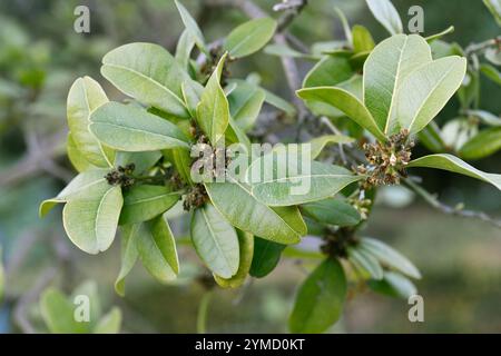 Cochin China atalantia (Atalantia citroides) ist ein kleiner Baum aus Indochina, Young Fruits Detail. Stockfoto