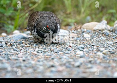 Männliches Fichtenhuhn (Canachites canadensis), das im Sommer auf Kies pickt Stockfoto