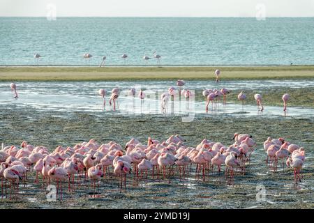 Kolonie der Flamingos in Walvis Bay, Namibia Landschaft, Afrika Stockfoto