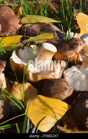 Tricholoma populinum auf Gras und gelben Blättern. Große und frische Pilze auf der Wiese. Stockfoto