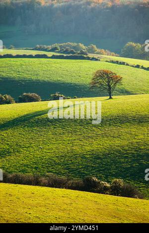 Einsamer Baum in den South Downs bei Falmer, East Sussex, England. Stockfoto