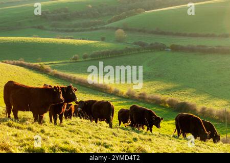 Kühe, die auf den South Downs in der Nähe von Saddlescombe, East Sussex, England weiden. Stockfoto