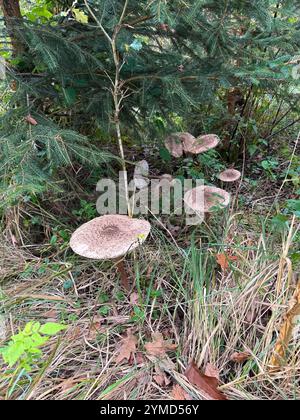 Macrolepiota procera ist ein Basidiomyzetenpilz mit einem großen, markanten Fruchtkörper, der einem Sonnenschirm ähnelt. Es handelt sich um eine ziemlich häufige Art in Brunnenabfluss Stockfoto