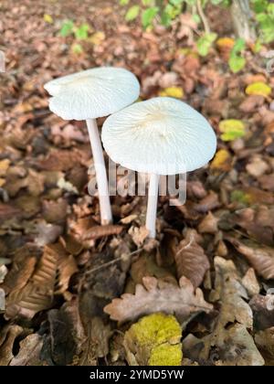 Hymenopellis radicata, allgemein bekannt als tiefer Wurzelpilz, Buchenwurzelpilz oder Wurzelschaft, ist ein weit verbreitetes Agar, das leicht durch seine d identifiziert wird Stockfoto