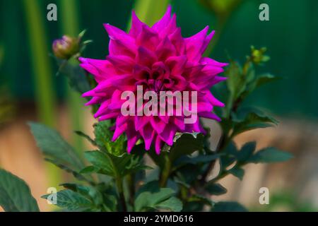 Dahlien sind lebendige, mehrblättrige Blüten, die für ihre auffälligen Farben und einzigartigen Formen bekannt sind. In Mexiko beheimatet. Stockfoto