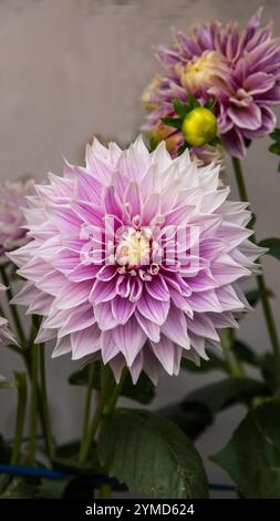 Dahlien sind lebendige, mehrblättrige Blüten, die für ihre auffälligen Farben und einzigartigen Formen bekannt sind. In Mexiko beheimatet. Stockfoto