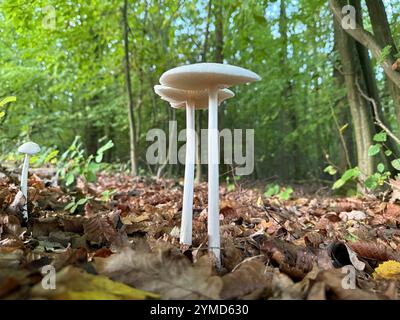 Hymenopellis radicata, allgemein bekannt als tiefer Wurzelpilz, Buchenwurzelpilz oder Wurzelschaft, ist ein weit verbreitetes Agar, das leicht durch seine d identifiziert wird Stockfoto