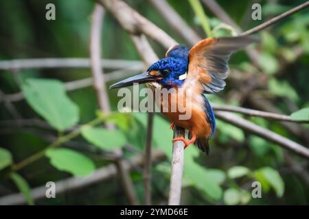 Fliegende Blauohr-Eisvogel entlang des Kinabatangan Flusses in Sukau, Sabah, Borneo, Malaysia Stockfoto