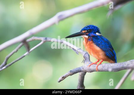 Porträt des Blauohr-Eisvogels entlang des Kinabatangan Flusses in Sukau, Sabah, Borneo, Malaysia Stockfoto