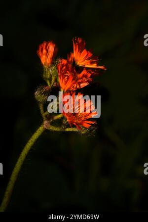 Ein einzelner haariger Stiel von Fuchs- und Jungtieren mit lebhaften Orangenblüten und geschlossenen Knospen, Pilosella aurantiaca. Im Freien mit dunklem, natürlichem Hintergrund. Stockfoto