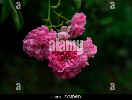 Eine gut fokussierte hängende Gruppe dieser wunderschönen rosa Rose. Französische Rose und Rosa gallica sind die gebräuchlichsten Namen. Vor einem unscharfen Hintergrund. Stockfoto