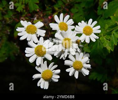 Eine Gruppe voll geöffneter Feverfew-Blüten, aufgenommen vor einem natürlichen grünen Hintergrund. Tanacetum parthenium. Ein fröhliches Bild dieser zarten weißen Blumen. Stockfoto