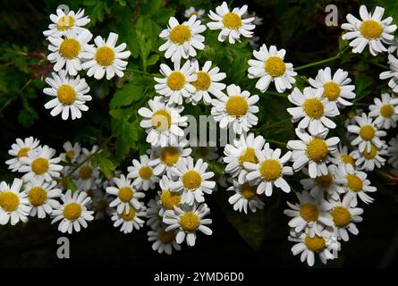 Eine Gruppe voll geöffneter Feverfew-Blüten, aufgenommen vor einem natürlichen grünen Hintergrund. Tanacetum parthenium. Ein fröhliches Bild dieser zarten weißen Blumen. Stockfoto