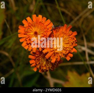 Drei gut fokussierte Fuchs- und Jungtiere mit einem unscharfen natürlichen Hintergrund. Pilosella aurantiaca. Nahaufnahme mit guten Details der lebhaften orangen Blumen. Stockfoto