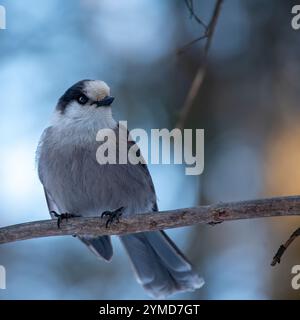 Canada Jay (Perisoreus canadensis) hockte in der Abenddämmerung auf einem Ast Stockfoto