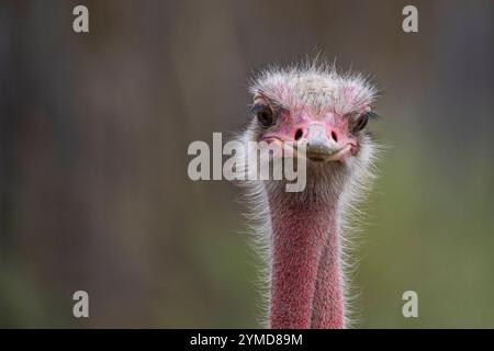 Der Kopf vom Nordafrikanischen Rothalsstrauß Struthio camelus camelus im Tierpark Berlin-Friedrichsfelde. *** Der Kopf des Nordafrikanischen Rothalsstraußes Struthio camelus camelus im Tierpark Berlin Friedrichsfelde Stockfoto