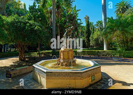 Ninfa De La Caracola, Palmen Stockfoto