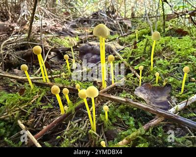 Eine Gruppe von Yellowleg-Haube, Mycena epipterygia, in einer Herbstwaldlichtung Stockfoto